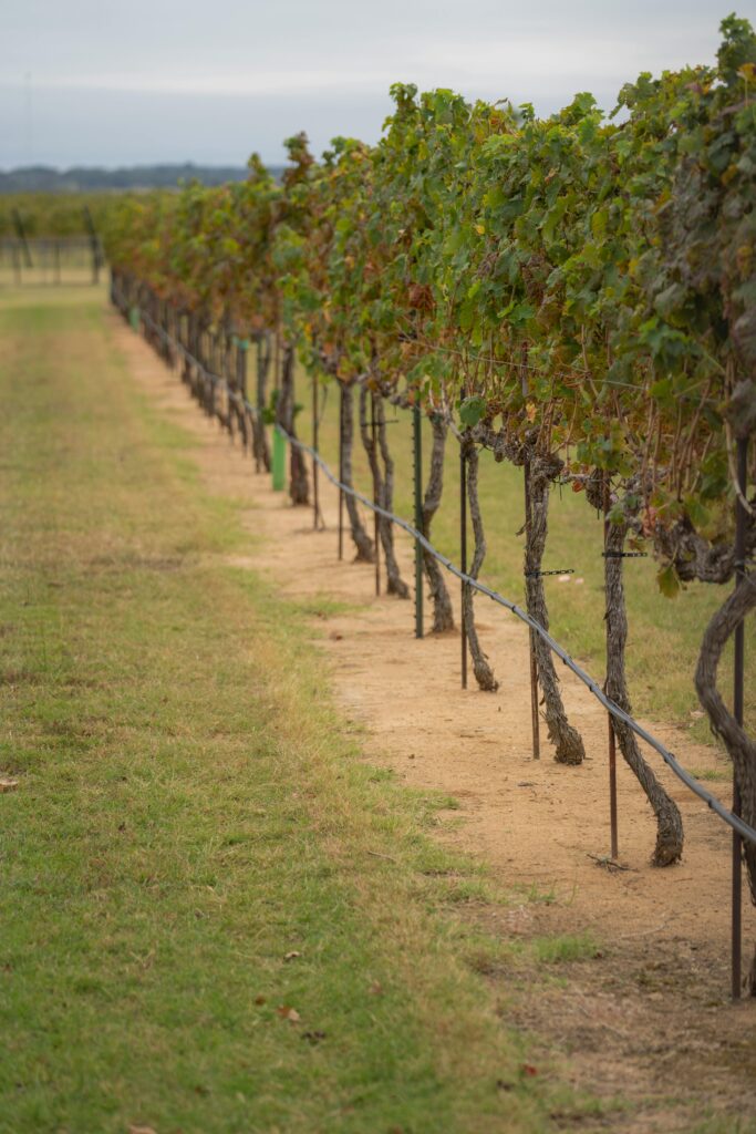A serene view of green grapevines in a vineyard during summer.